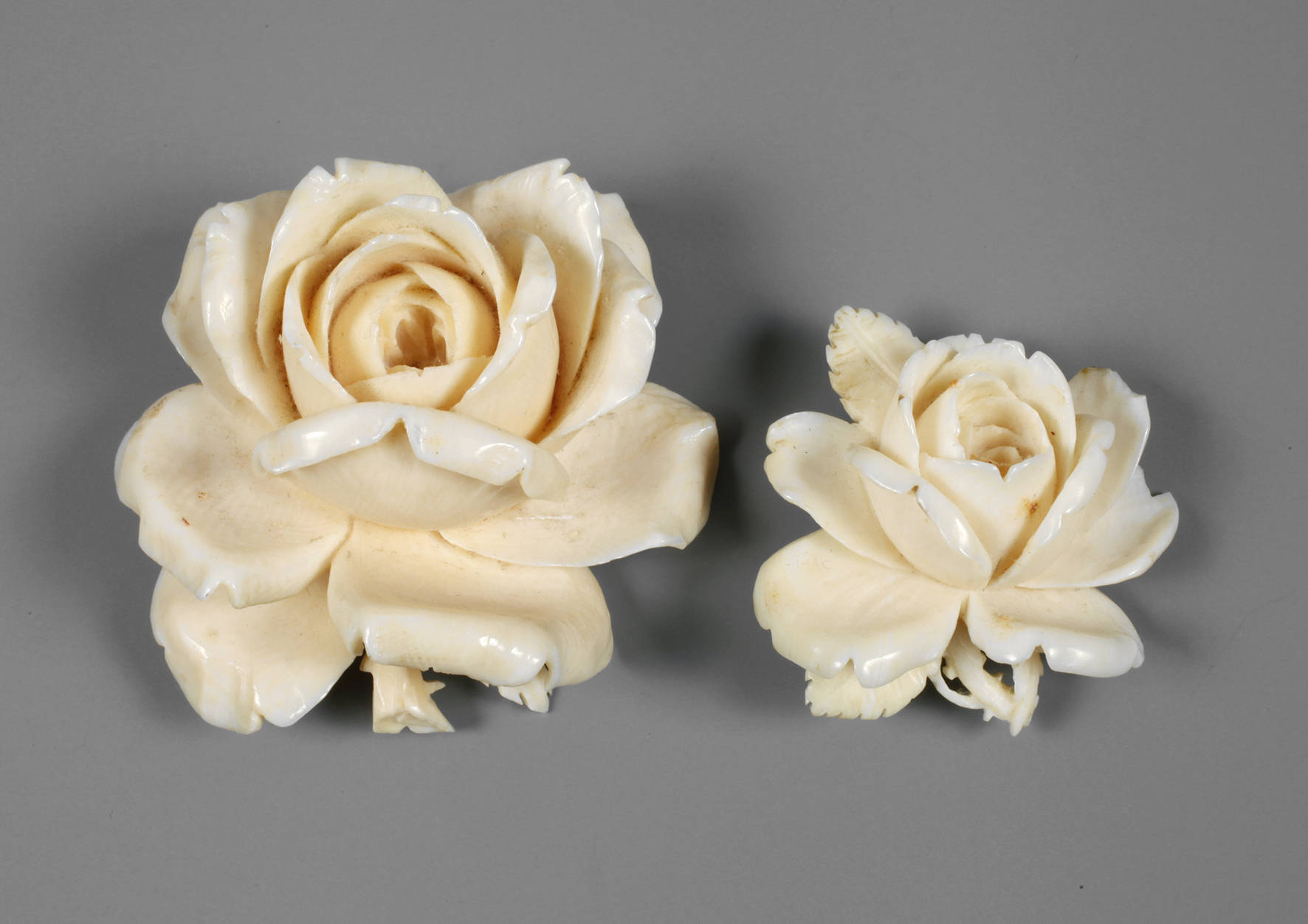 Zwei Elfebeinrosen