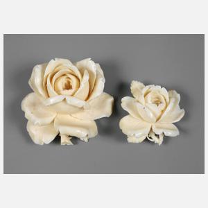 Zwei Elfebeinrosen