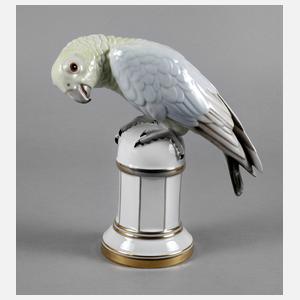 Zeh Scherzer Papagei auf Podest