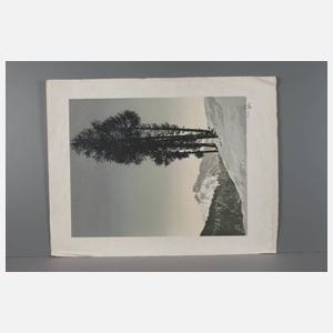 Hans Figura, „Föhren am Hang“