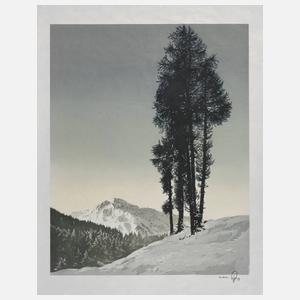 Hans Figura, „Föhren am Hang“