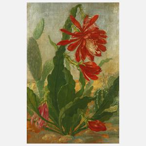 Enno Schilling-Rest, Kakteenstillleben