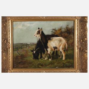 Langhaarziegen in Weidelandschaft