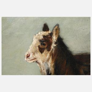 Langhaarziegen in Weidelandschaft