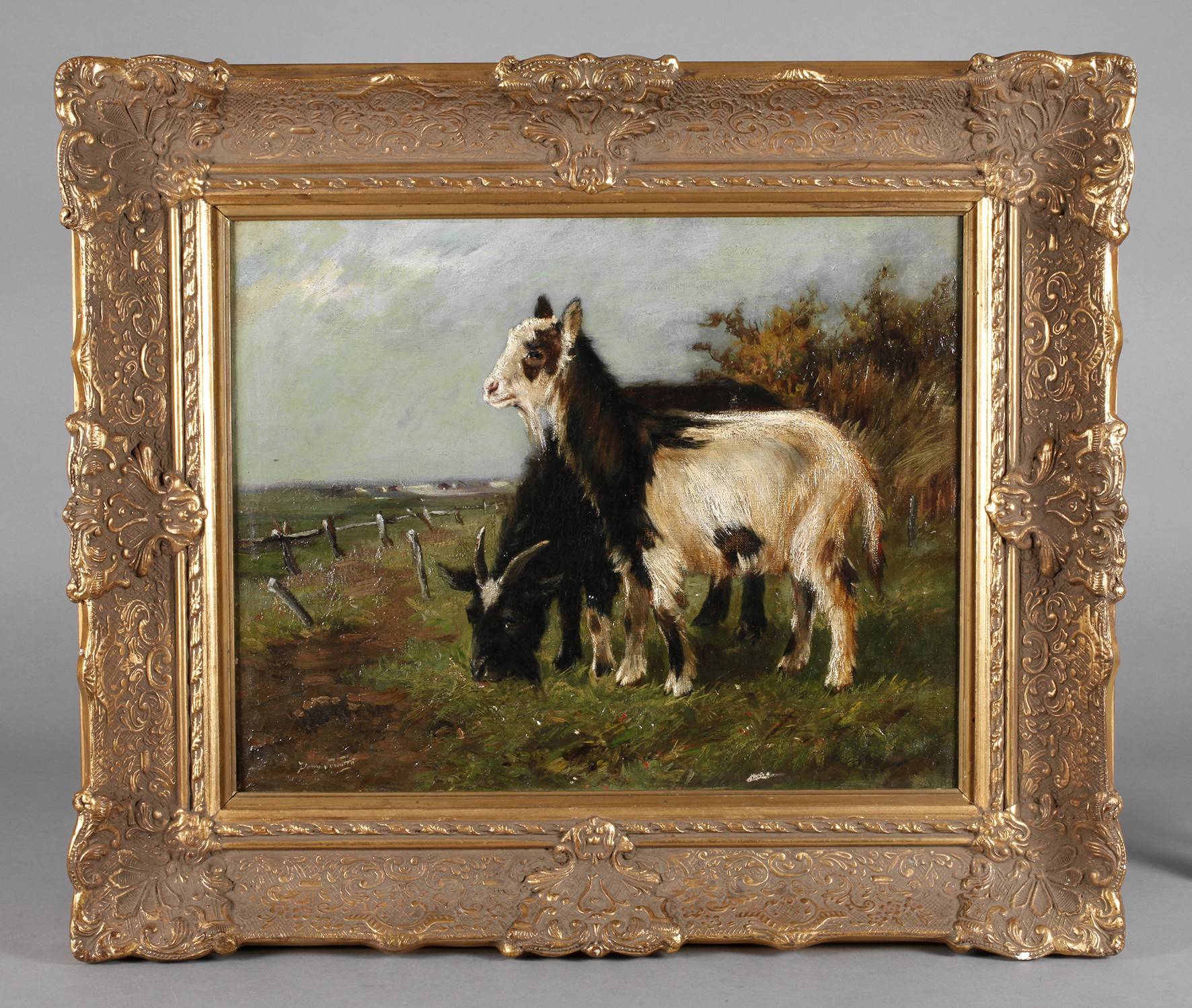 Langhaarziegen in Weidelandschaft