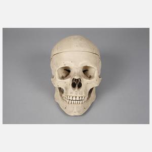 Medizinisches Lehrmodell