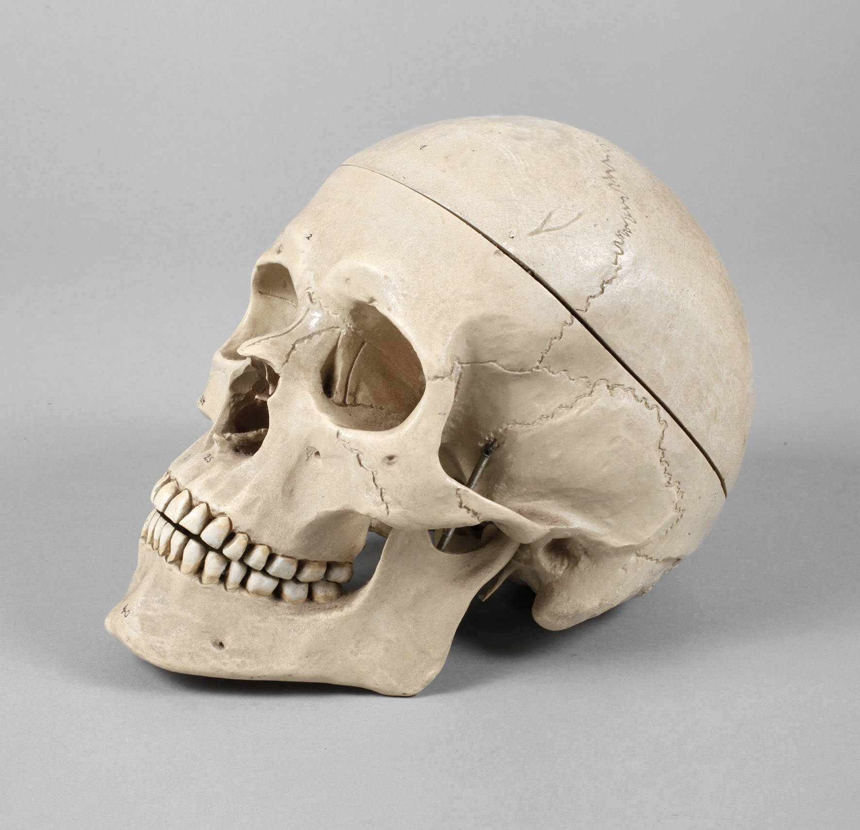 Medizinisches Lehrmodell