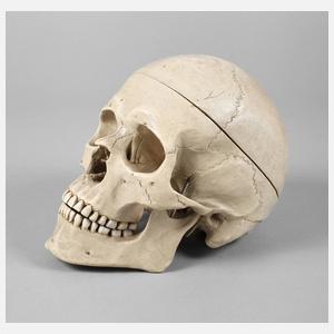 Medizinisches Lehrmodell