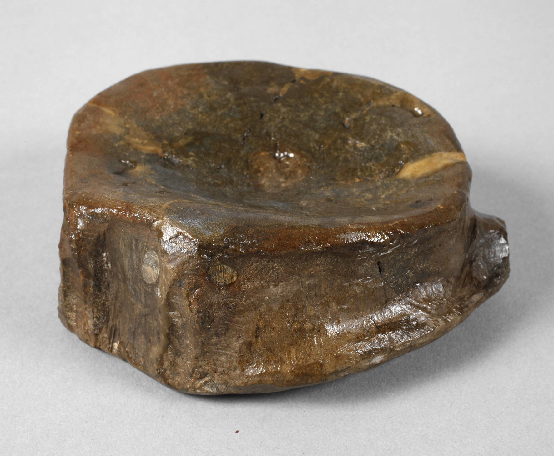 Prähistorisches Fossil