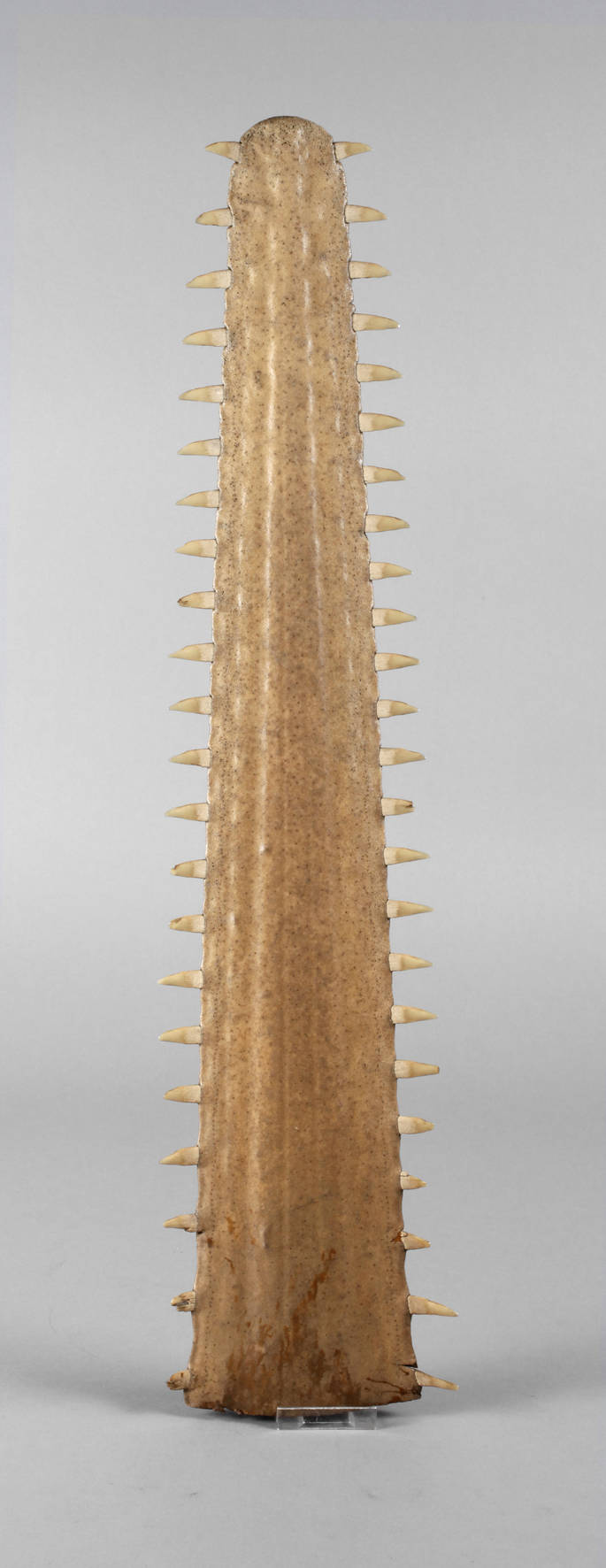 Rostrum des kleinen Sägerochens