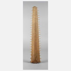 Rostrum des kleinen Sägerochens