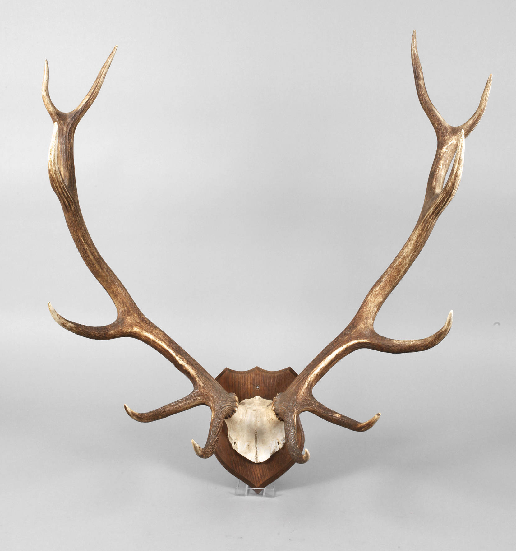 Großes Hirschgeweih