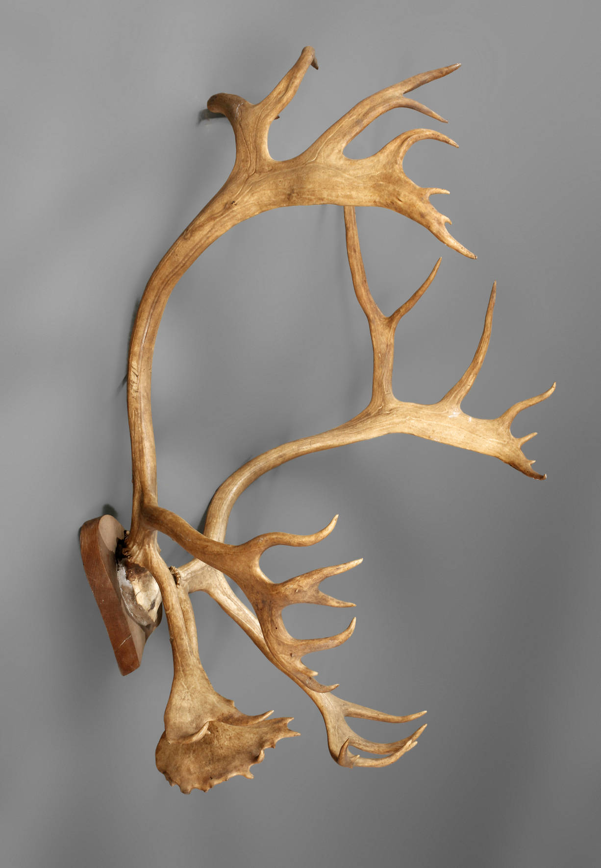 Kapitales Rentiergeweih