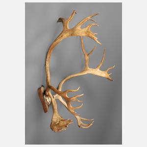 Kapitales Rentiergeweih