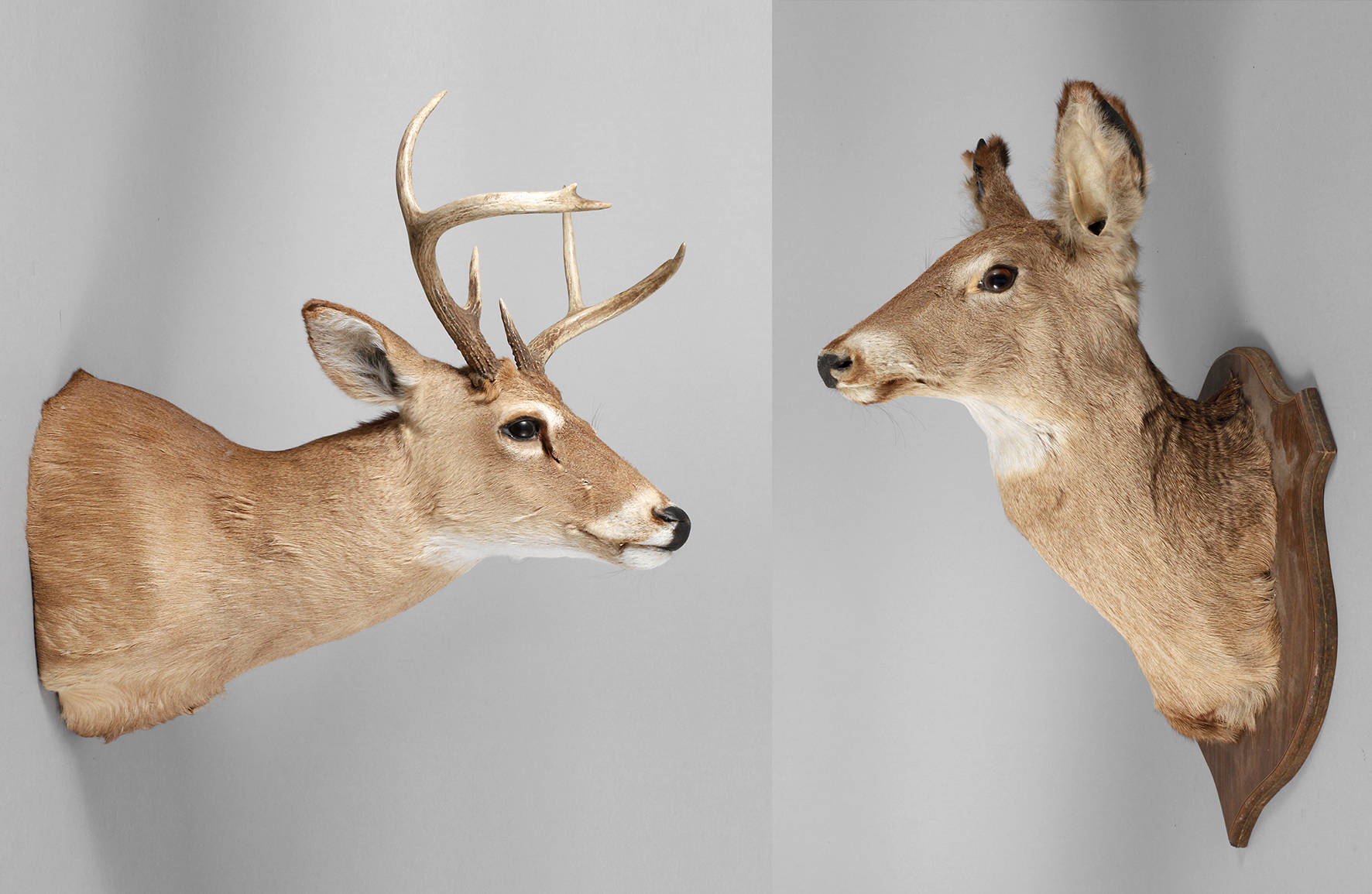 Zwei Jagdtrophäen