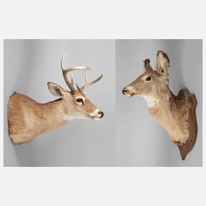 Zwei Jagdtrophäen