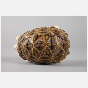 Schildkröte Elfenbein