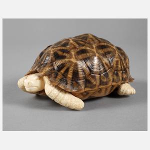 Schildkröte Elfenbein