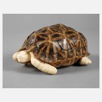 Schildkröte Elfenbein111