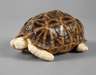 Schildkröte Elfenbein