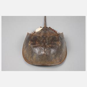 Panzer eines Pfeilschwanzkrebses (Limulidae)