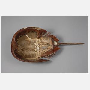 Panzer eines Pfeilschwanzkrebses (Limulidae)