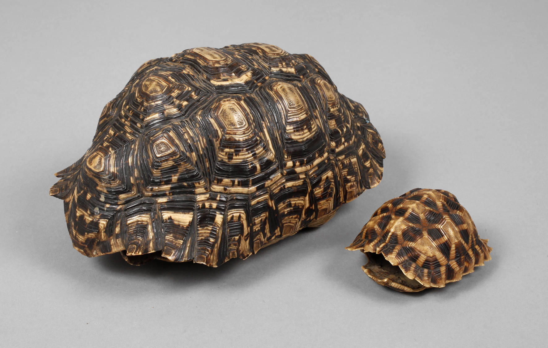 Zwei Schildkrötenpanzer