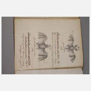 Botanische Abschrift