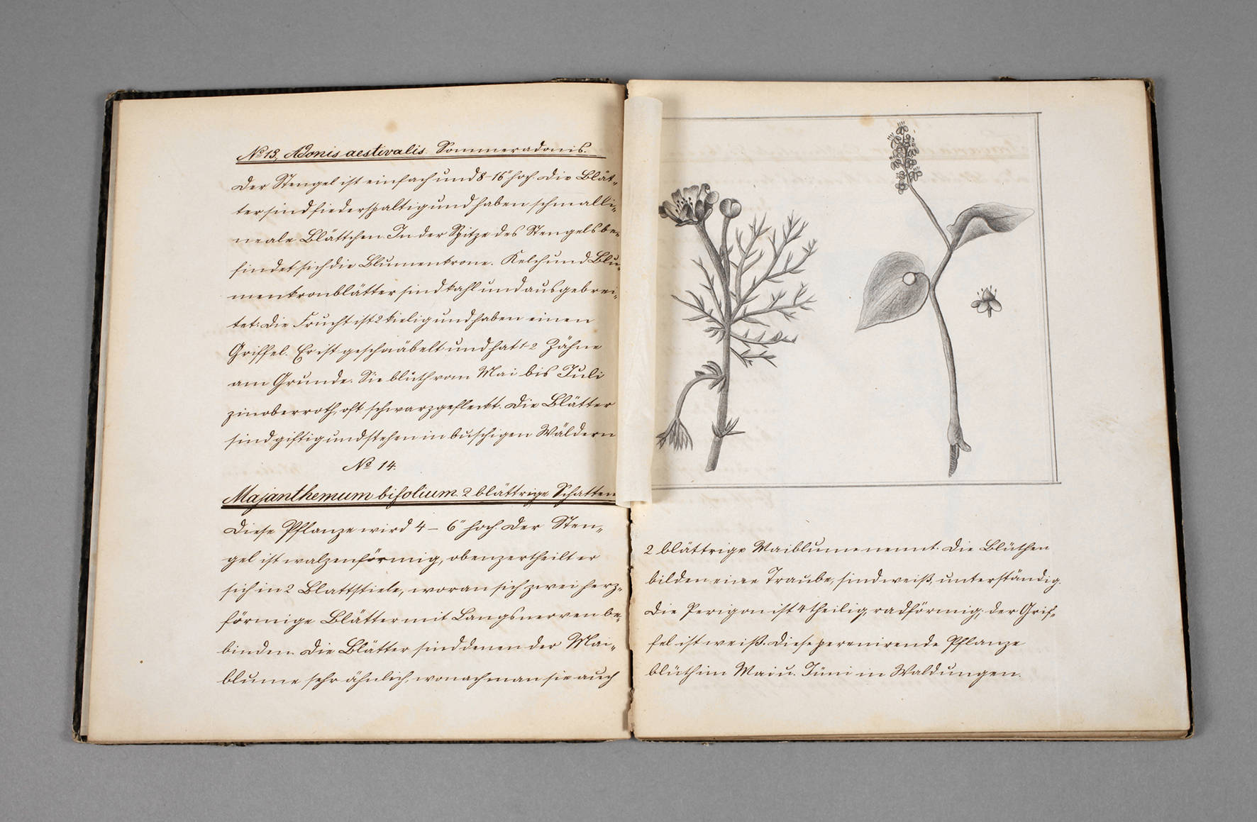 Botanische Abschrift