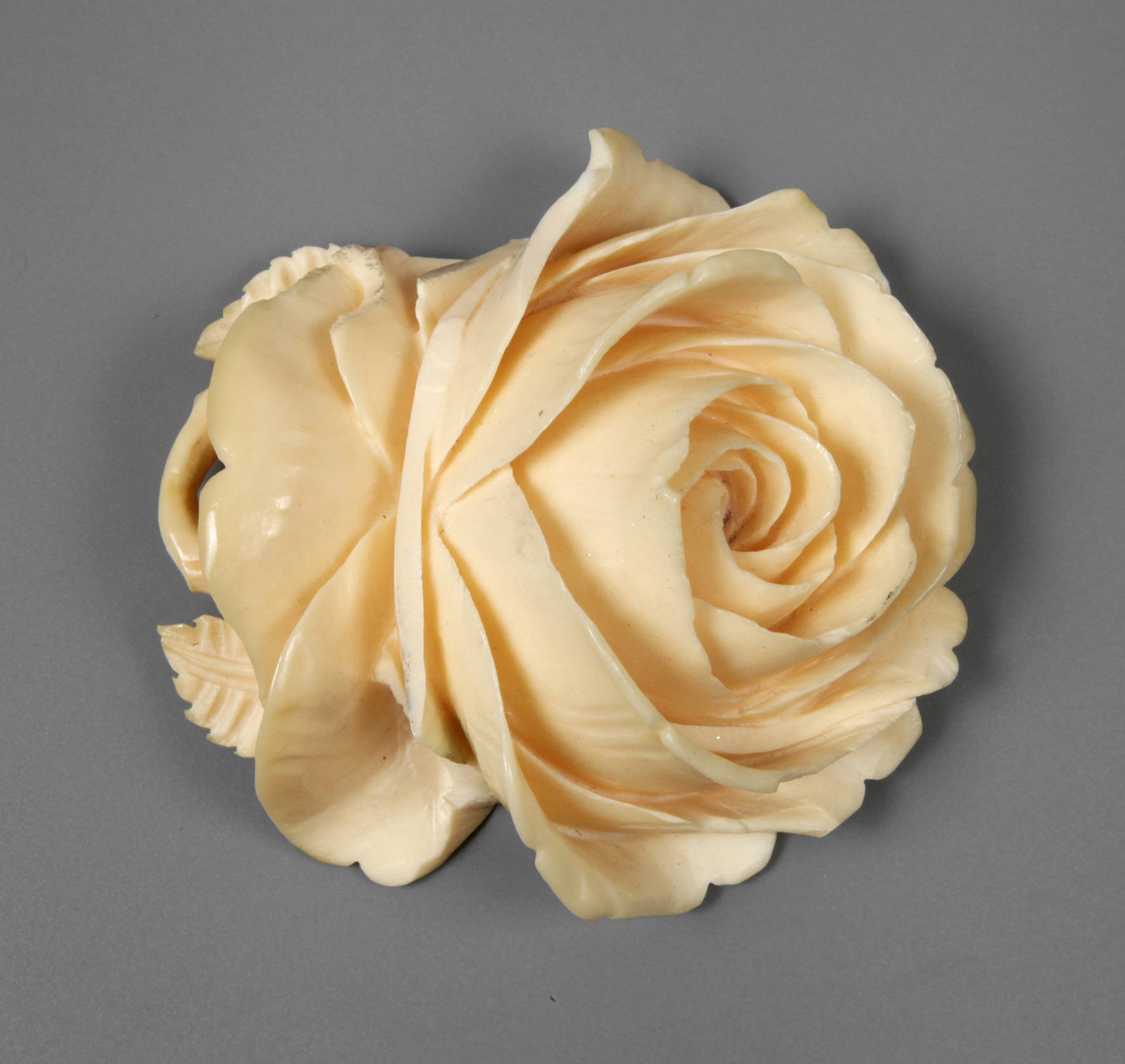 Große Elfenbeinrose