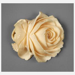 Große Elfenbeinrose