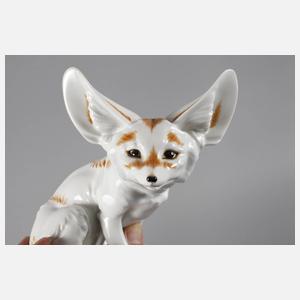 Augarten Wien Wüstenfuchs