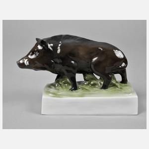 Fraureuth Wildschwein