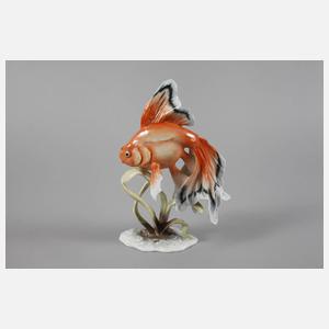 Rosenthal Schleierschwanz