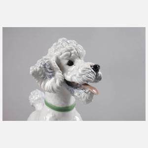 Rosenthal stehender Pudel