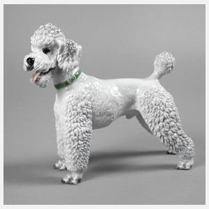 Rosenthal stehender Pudel