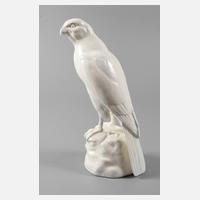 Roesler Raubvogel111