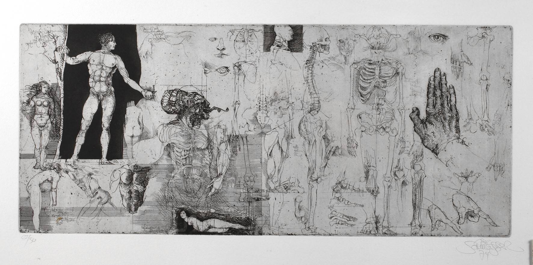 Prof. Jörg Schmeisser, Anatomisches Studienblatt