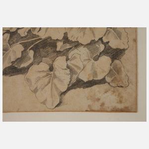 Johann Heinrich Fischbach, attr., Pflanzenstudie