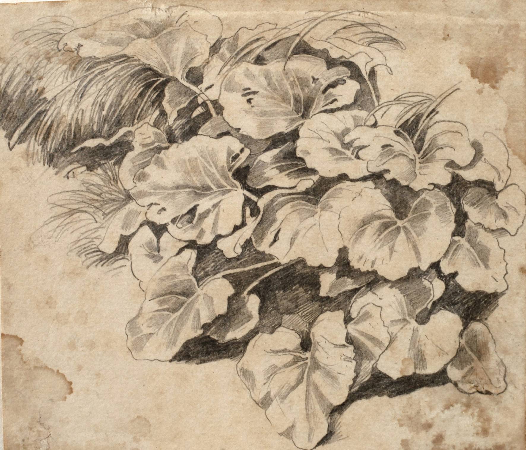 Johann Heinrich Fischbach, attr., Pflanzenstudie