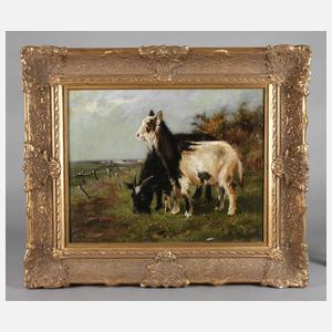 Langhaarziegen in Weidelandschaft