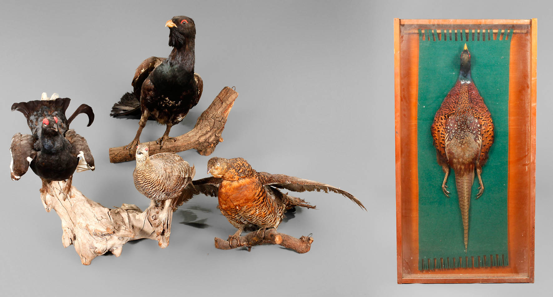 Fünf Tierpräparate