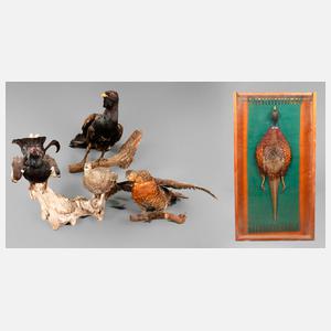 Fünf Tierpräparate