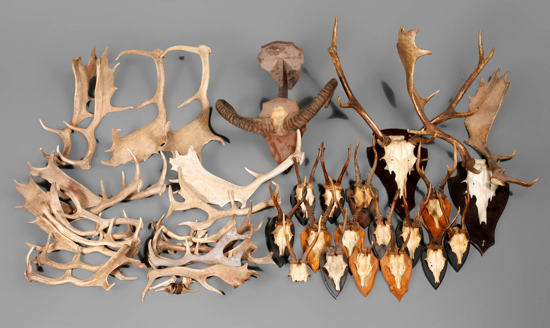 Großes Konvolut Geweihe