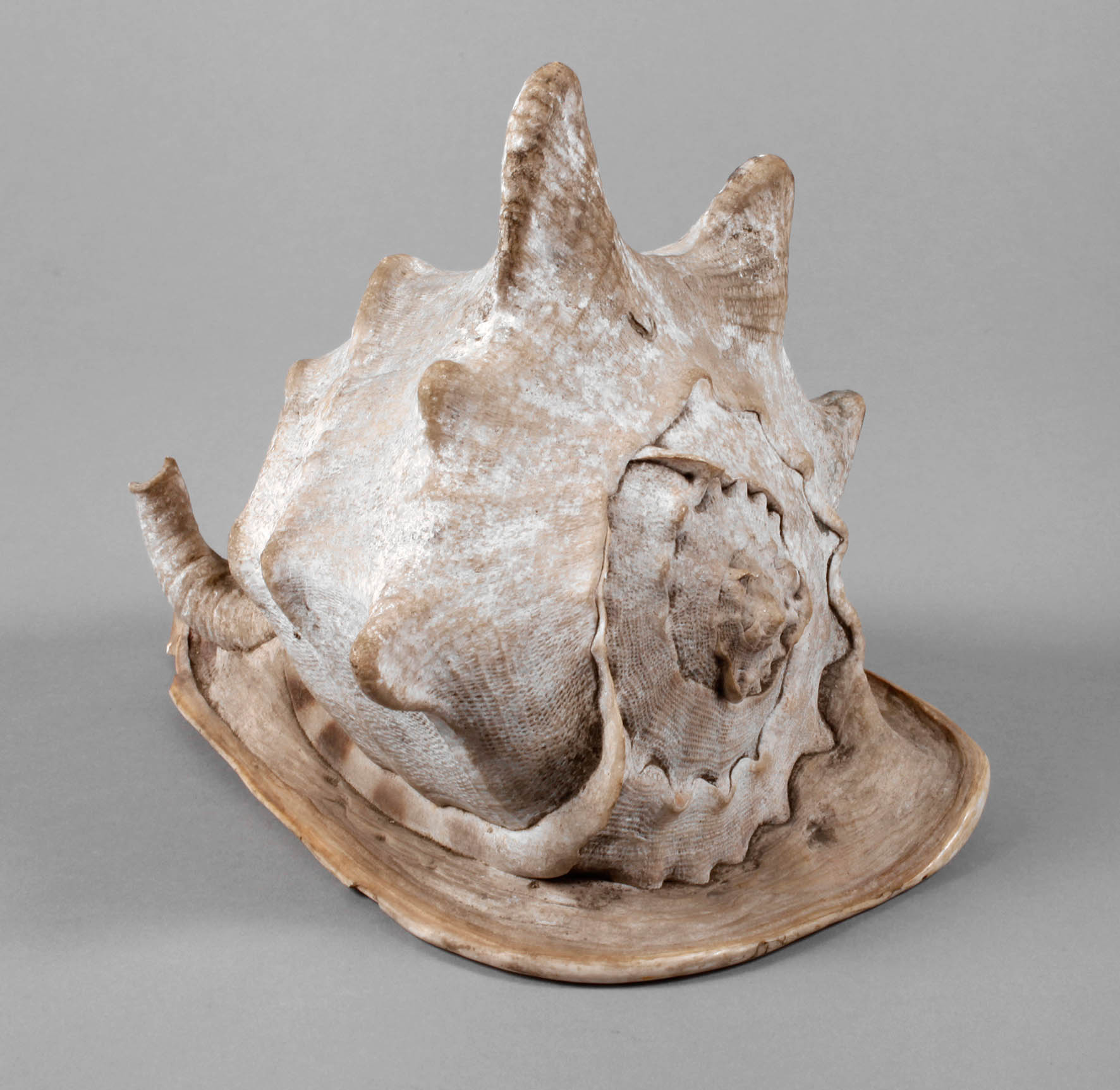 Gehäuse der große Fechterschnecke