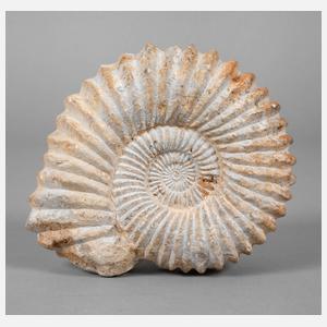 Großer Ammonit