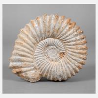 Großer Ammonit111