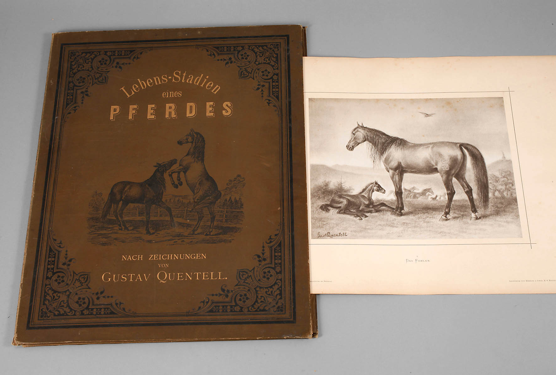 Lebens-Stadien eines Pferdes