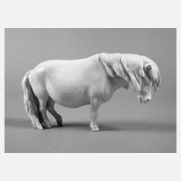 Meissen Shetlandpony111