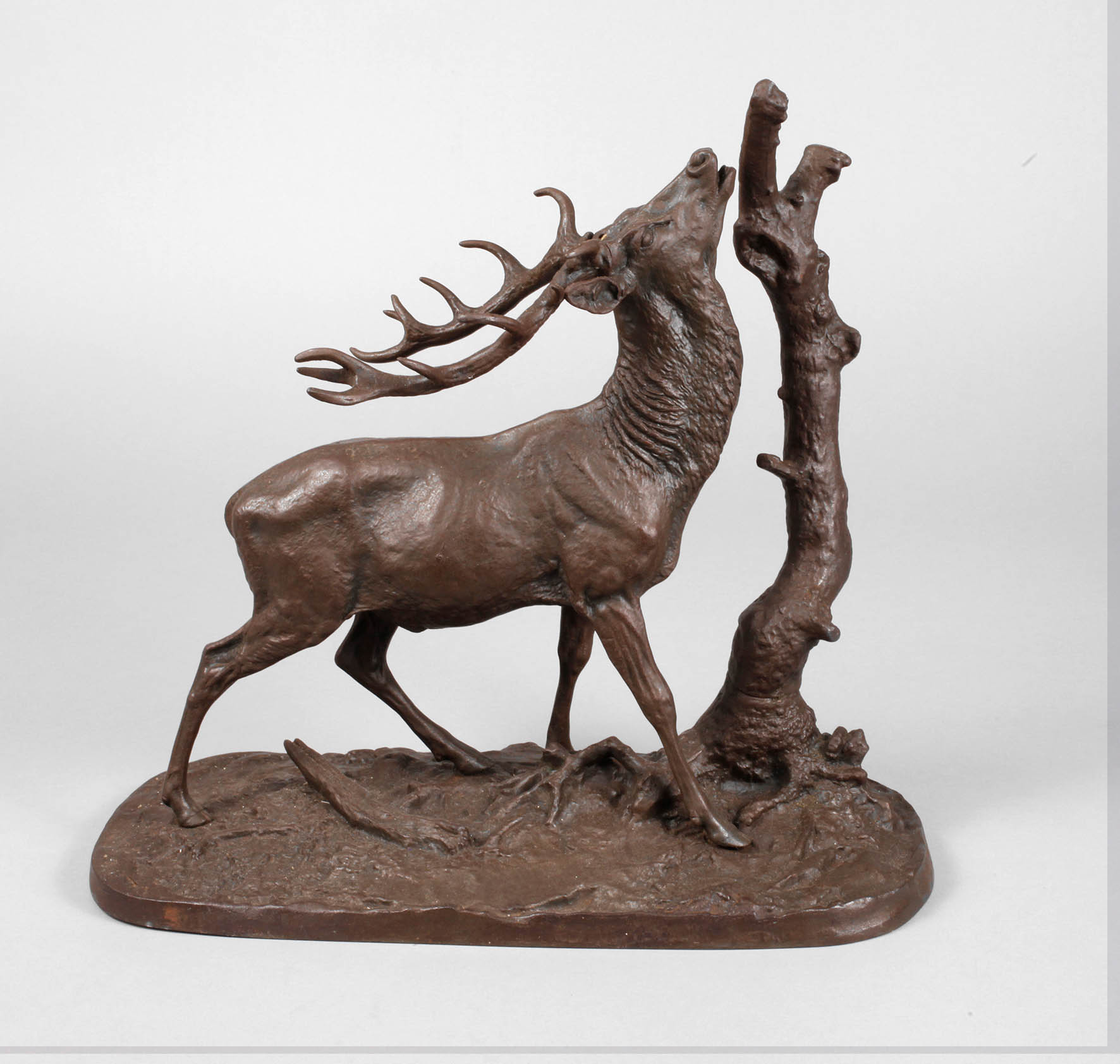 Kapitaler röhrender Hirsch